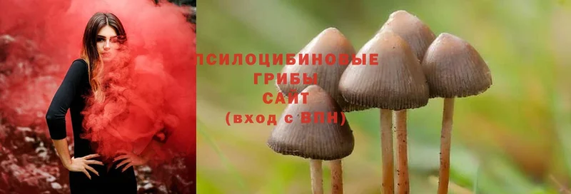 Псилоцибиновые грибы Psilocybe  blacksprut ONION  Подпорожье 